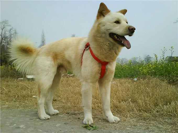 中华有灵犬，生于田园间