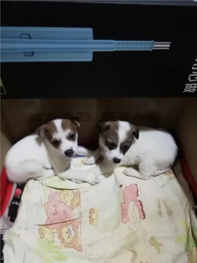 中华有灵犬，生于田园间
