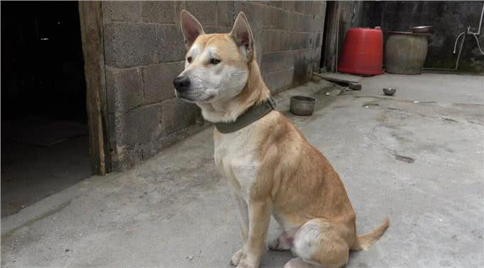 中华有灵犬，生于田园间