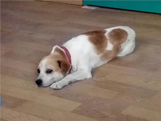中华有灵犬，生于田园间
