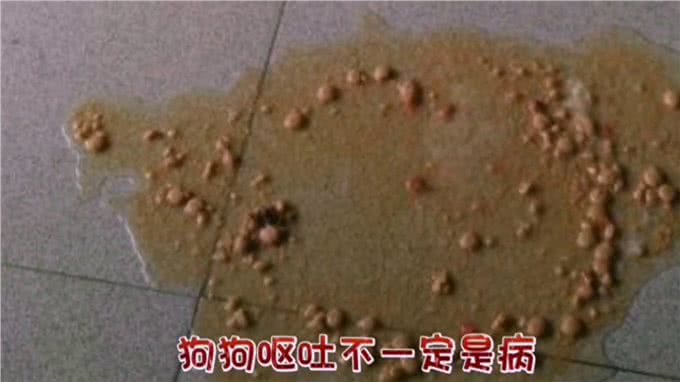 狗狗呕吐是病吗?怎么处理?