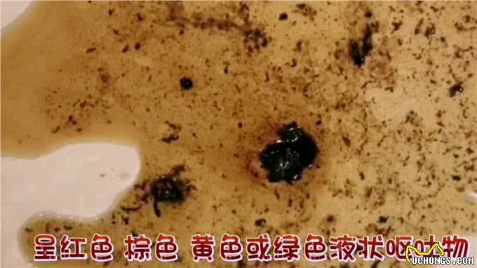 狗狗呕吐是病吗?怎么处理?