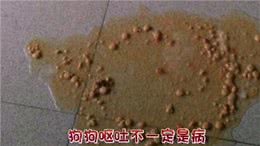 狗狗呕吐是病吗?怎么处理?
