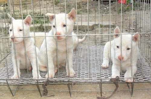中华名犬—下司犬
