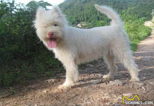中华名犬—下司犬