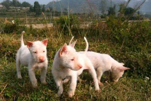中华名犬—下司犬