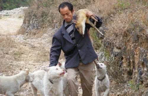 中华名犬—下司犬