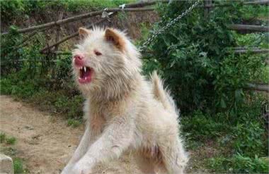 中华名犬—下司犬