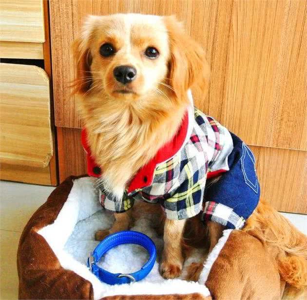 冬天那么冷，给狗狗穿衣服有必要吗?这得具体问题具体分析
