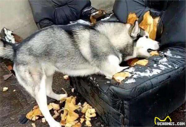 家里穷的，别养这几种狗，这是当给自己省钱