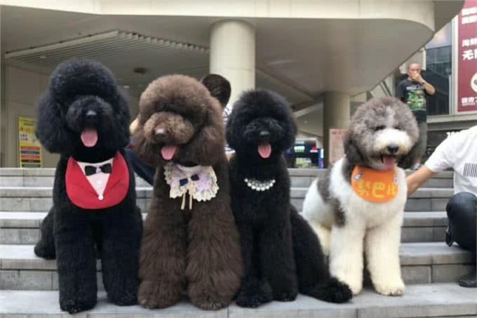家里穷的，别养这几种狗，这是当给自己省钱