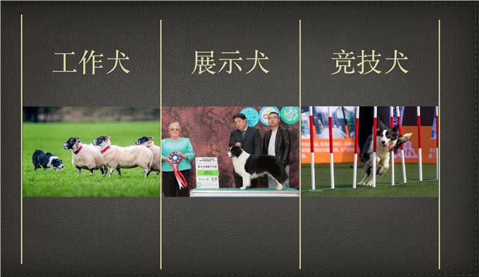 边牧有4种类型，看看你家是哪一种?|边牧进化史03派系传承