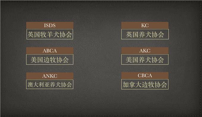 边牧有4种类型，看看你家是哪一种?|边牧进化史03派系传承