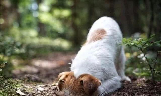 揭秘:为什么狗狗喜欢埋骨头，是因为不舍得吃还是天性使然?