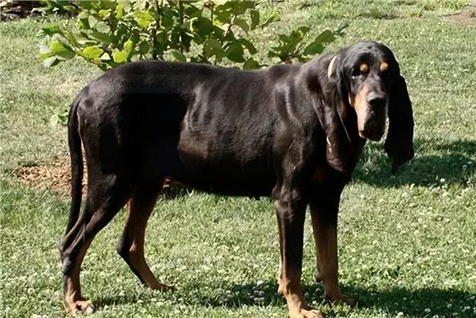 怎么给黑褐猎浣熊犬剪指甲?
