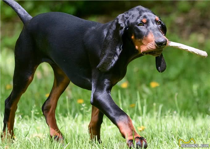 怎么给黑褐猎浣熊犬剪指甲?