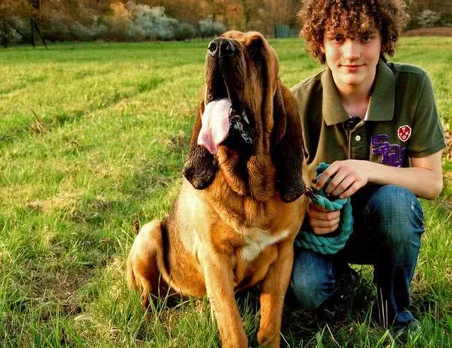 14天前的气味都可以追踪到?寻血猎犬堪称罪犯杀手!