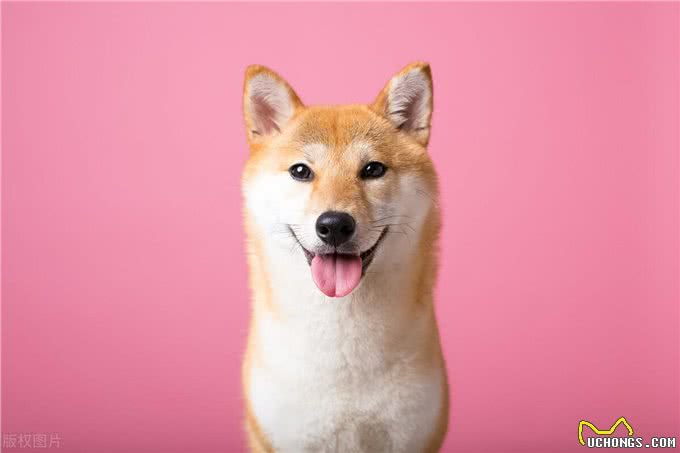 狗是否处于健康状态，看看狗的这些地方一目了然