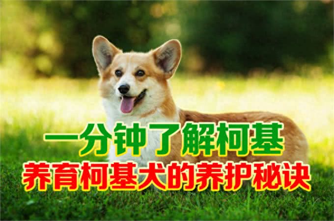 一分钟了解柯基:从食量控制到毛发护理的全方位指南