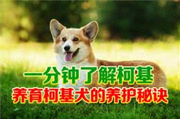 一分钟了解柯基:从食量控制到毛发护理的全方位指南
