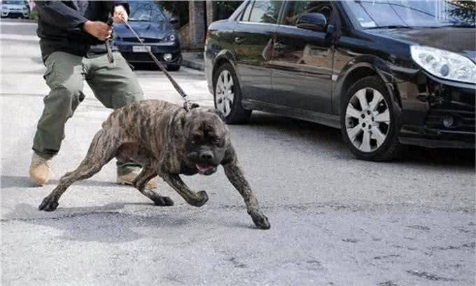 它们是猛犬界中的4大天王，其中它被称为，天使与魔鬼的混合体