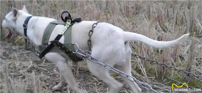 它们是猛犬界中的4大天王，其中它被称为，天使与魔鬼的混合体