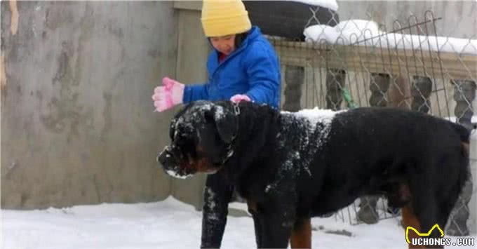 它们是猛犬界中的4大天王，其中它被称为，天使与魔鬼的混合体