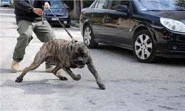 它们是猛犬界中的4大天王，其中它被称为，天使与魔鬼的混合体