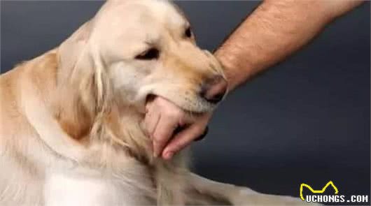 科普:孩子被狗咬了，家长要牢记这三个紧急处理方法