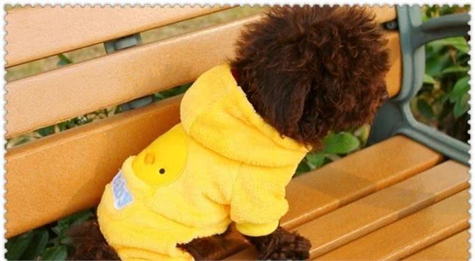 以下几点了解狗狗该不该穿衣服