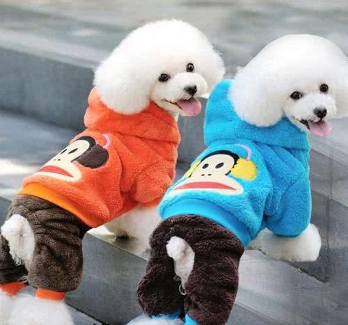 以下几点了解狗狗该不该穿衣服