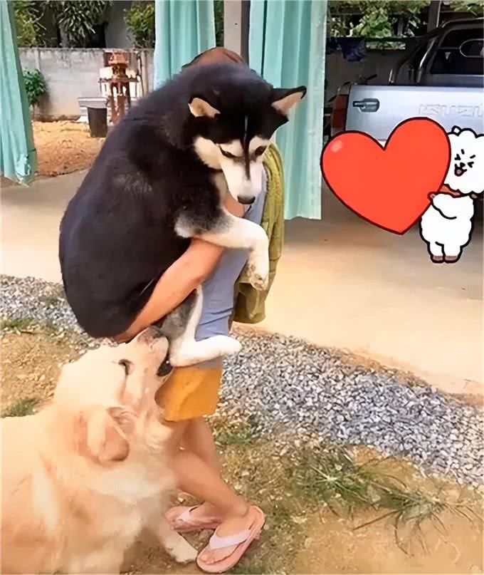 狗狗会有妒忌心吗?