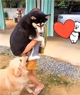狗狗会有妒忌心吗?