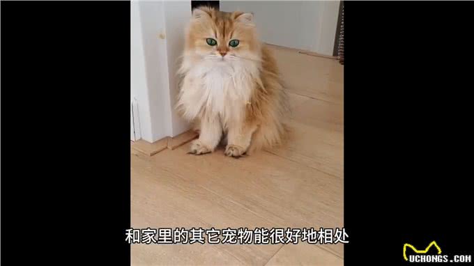 猫咪金吉拉的优点和缺点，你知道吗?