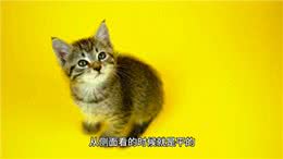 猫咪金吉拉的优点和缺点，你知道吗?