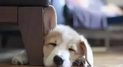 揭秘!狗的睡眠，你知道多少?