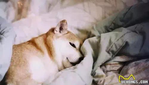 揭秘!狗的睡眠，你知道多少?