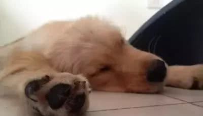 揭秘!狗的睡眠，你知道多少?
