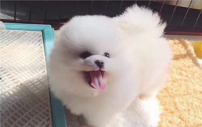 博美一生要经历5个阶段，处在不同的阶段，喂养方式也不同