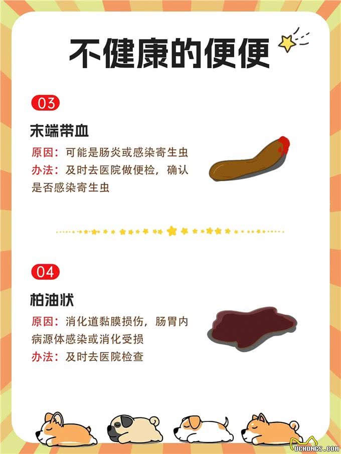 新手养狗必看:如何根据狗狗的粑粑判断其健康状况
