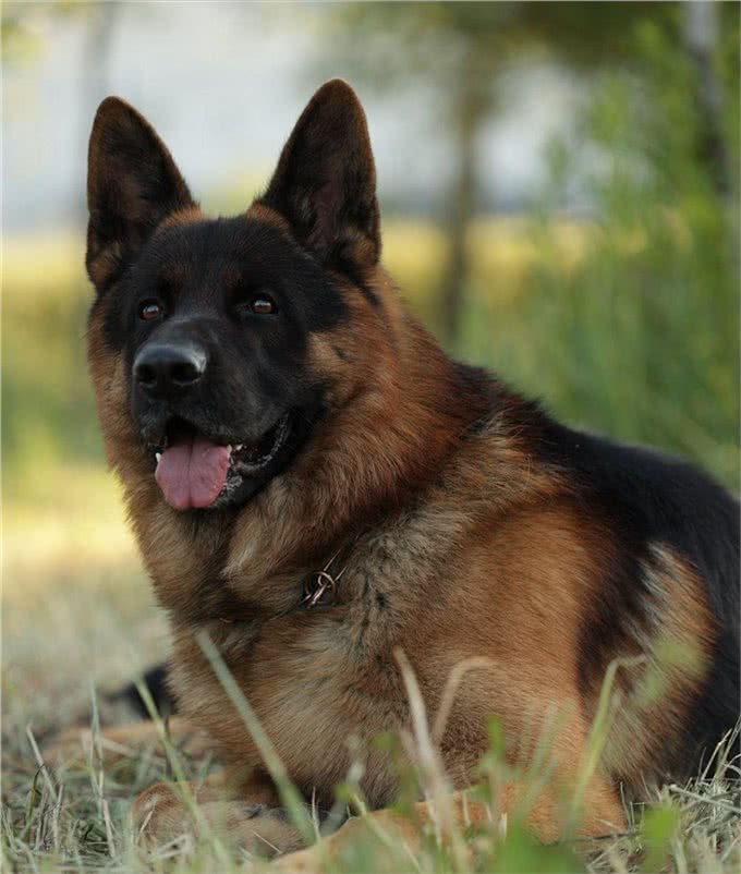 纯种牧羊犬鉴定秘诀:掌握这几点，不再被忽悠!