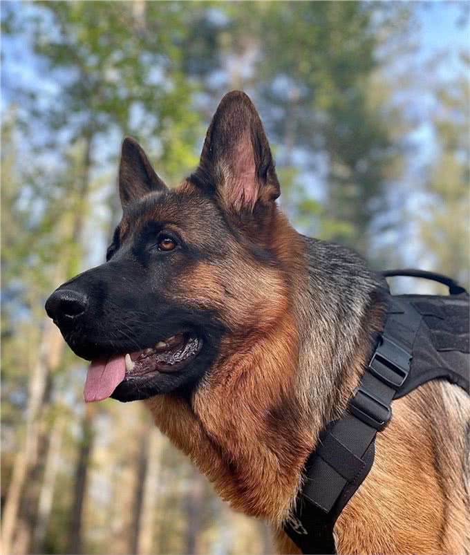 纯种牧羊犬鉴定秘诀:掌握这几点，不再被忽悠!