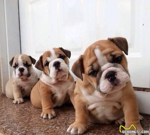 准备饲养宠物犬，如何挑选一只健康，聪明，易训的幼犬呢?