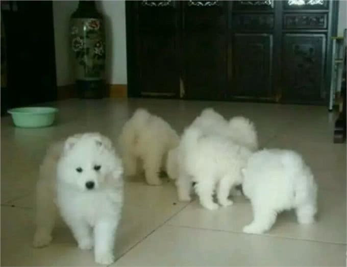 准备饲养宠物犬，如何挑选一只健康，聪明，易训的幼犬呢?