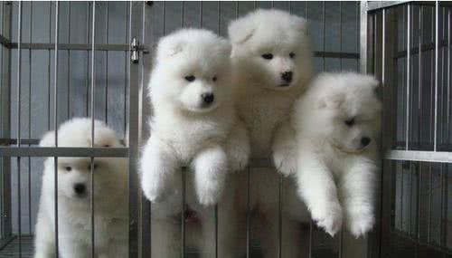 准备饲养宠物犬，如何挑选一只健康，聪明，易训的幼犬呢?