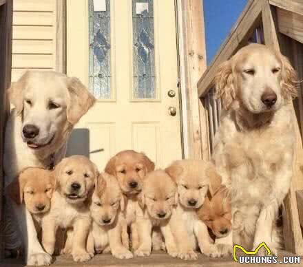 准备饲养宠物犬，如何挑选一只健康，聪明，易训的幼犬呢?