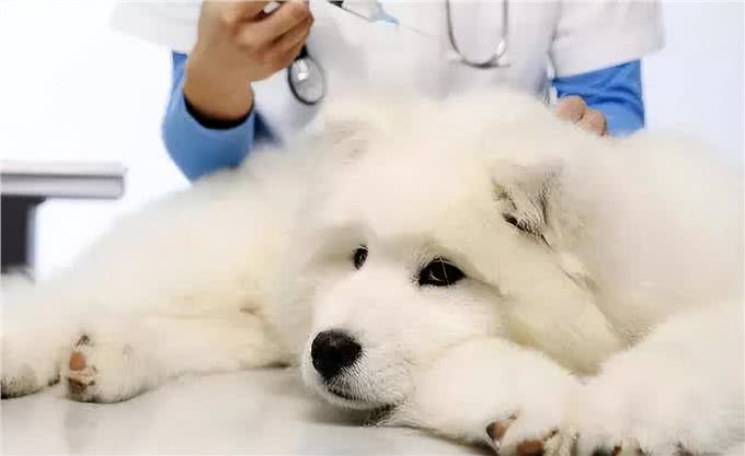 狗增强免疫力