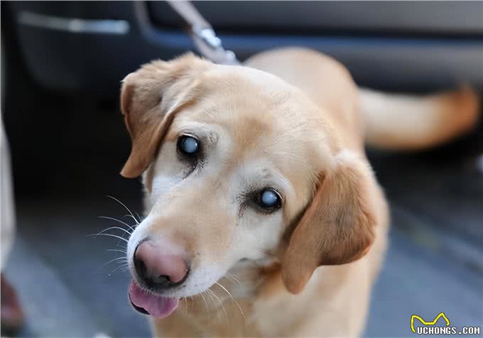 老年犬高发六大疾病，早知道早预防
