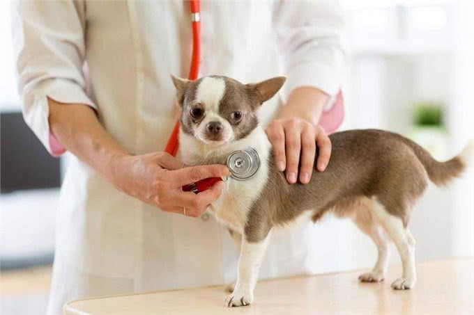 老年犬高发六大疾病，早知道早预防