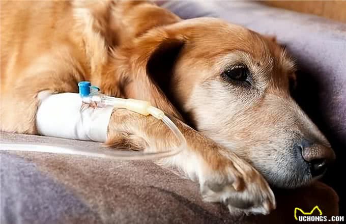 老年犬高发六大疾病，早知道早预防